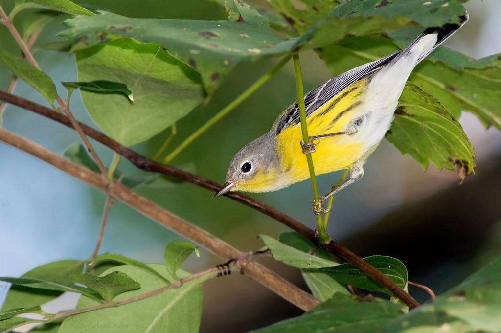 Magnolia Warbler by Kelly Colgan Azar is licensed under CC BY-ND 2.0